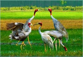 Le retour des grues à tête rouge dans le parc national de Tram Chim - ảnh 1